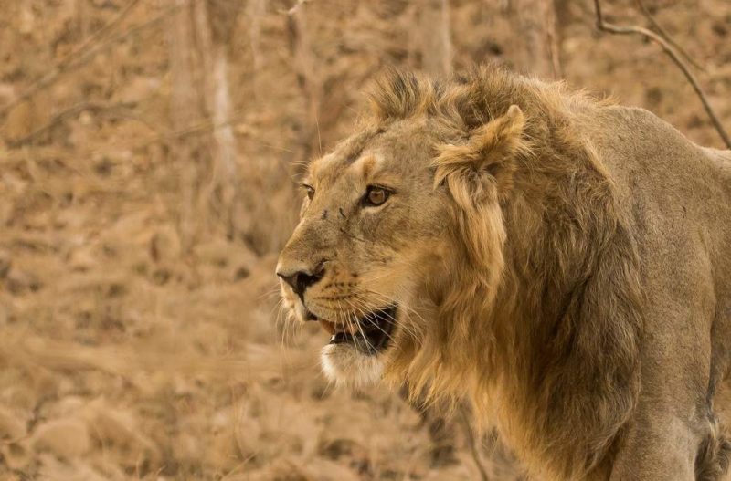 Lion asiatique vu en safari au parc de Sasan Gir - Inde | Au Tigre Vanillé