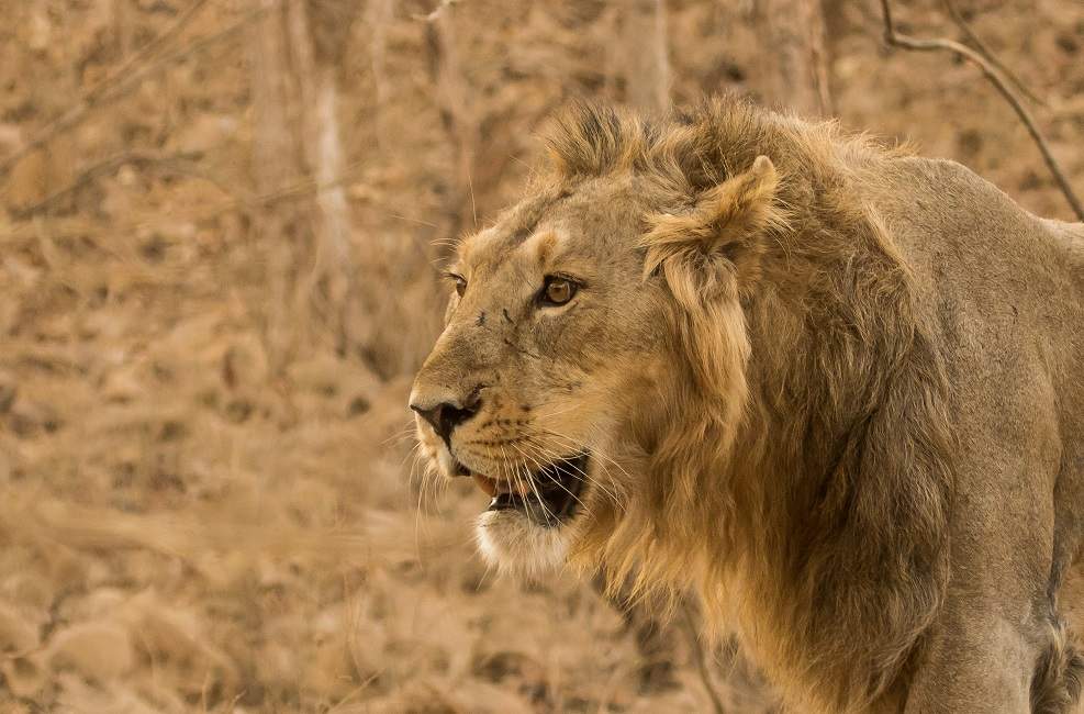 sasan-gir-lion-asiatique-inde Lion asiatique vu en safari au parc de Sasan Gir - Inde | Au Tigre Vanillé