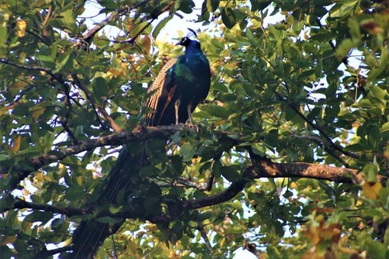 Safari sur le straces du tigre et des oiseaux à la réserve de Satpura en Inde centrale | Au Tigre Vanillé