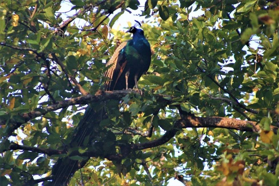 satpura-safari-paon-tigre-inde Safari sur le straces du tigre et des oiseaux à la réserve de Satpura en Inde centrale | Au Tigre Vanillé