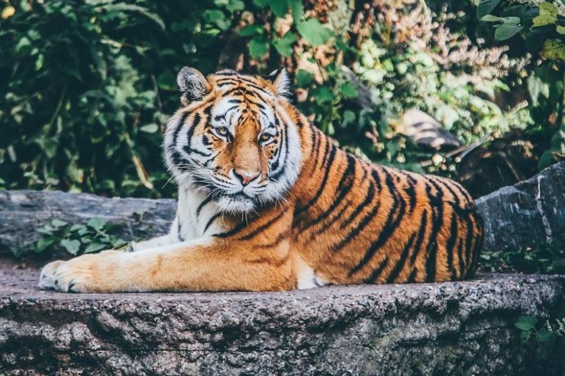 Safari animalier sur la trace du tigre du Bengale dans les Nilgiri en Inde du Sud | Au Tigre Vanillé