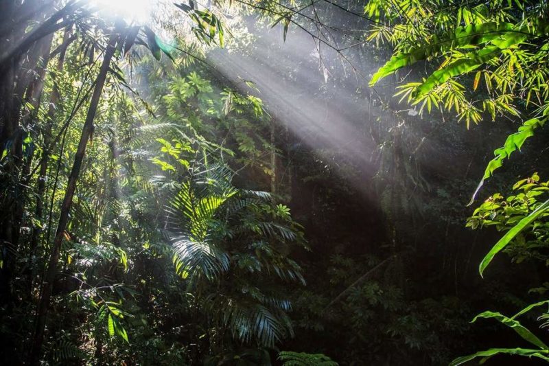 Trek depuis l'hôtel Alassari Plantation - Indonésie | Au Tigre Vanillé
