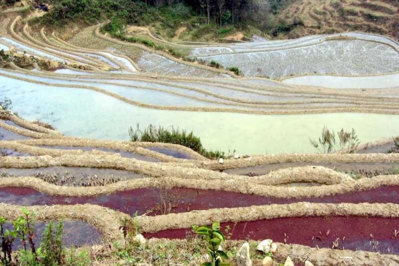 Rizières en terrasse multicolores à YuanYang - Chine | Au Tigre Vanillé