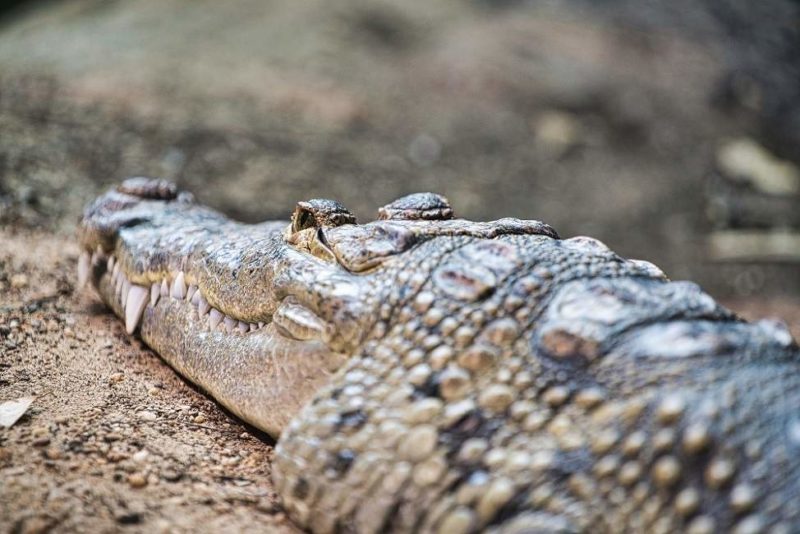 Crocodile de la réserve naturelle de Chambal en Inde du Nord | Au Tigre Vanillé
