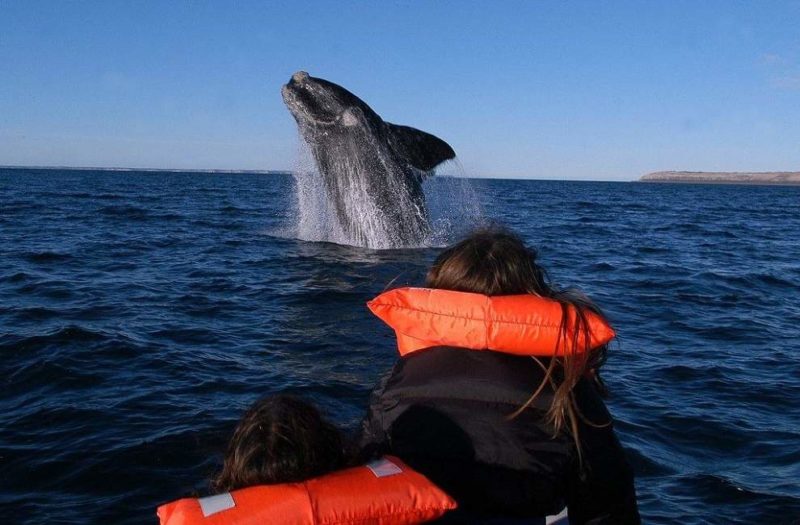 Croisière d'observation des baleines de la péninsule à Valdés - Argentine | Au Tigre Vanillé