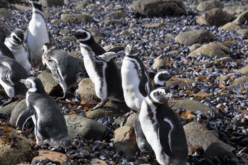 croisiere-faune-magdalena-stellaaustralis-patagonie Croisière à la rencontre de la faune de l'île Magdalena - Argentine | Au Tigre Vanillé