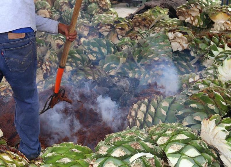 Déguster le mezcal à Oaxaca - Mexique | Au Tigre Vanillé