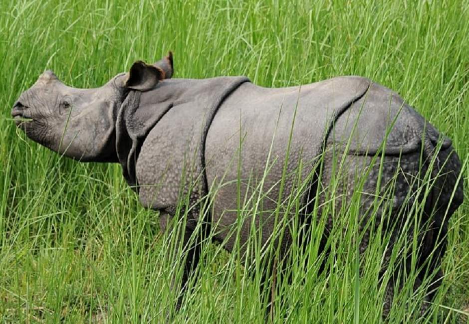 Rhinocéros vu en safari à Dudhwa - Inde | Au Tigre Vanillé