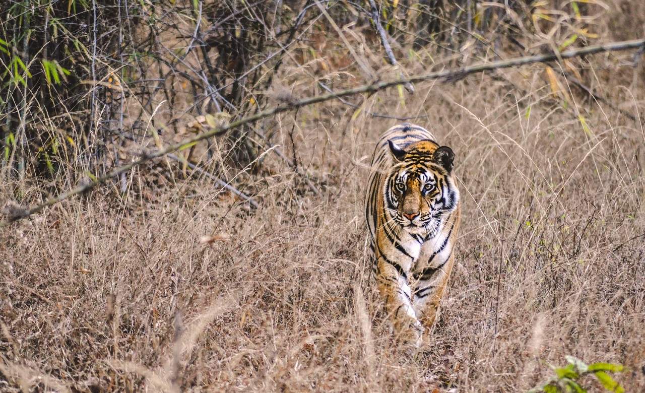 Safari sur les traces du tigre au parc naturel de Dudhwa en Inde du Nord | Au Tigre Vanillé