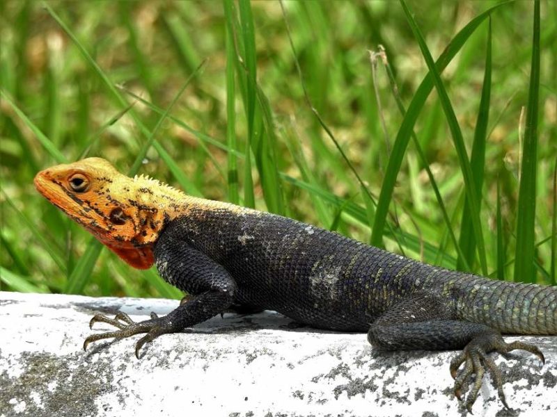 Découverte de la faune et de la flore de Huatulco - Mexique | Au Tigre Vanillé