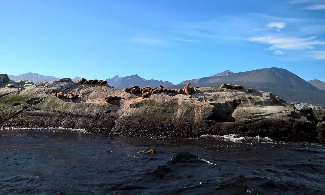 Excursion sur l'île de Gable en Patagonie - Argentine | Au Tigre Vanillé