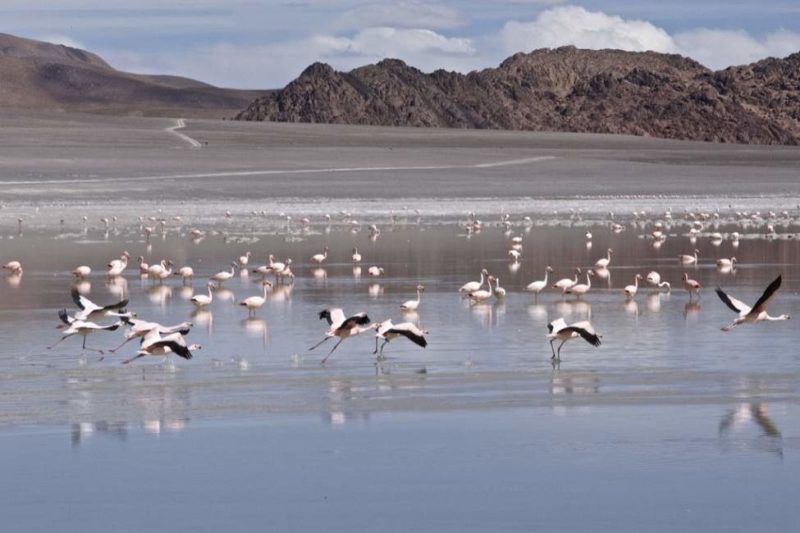 Découverte des lagunes de la puna - Argentine | Au Tigre Vanillé