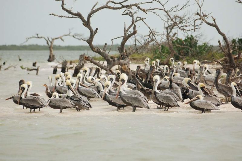 Observation des flamants roses de la réserve de Célestun - Mexique | Au Tigre Vanillé