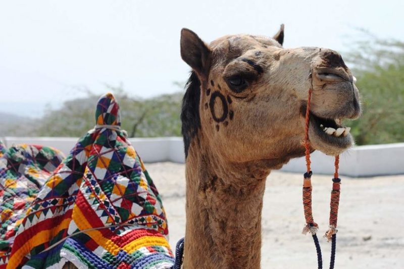 Balade en chameau jusqu'au fort Atar vers Chambal en Inde du Nord | Au Tigre Vanillé