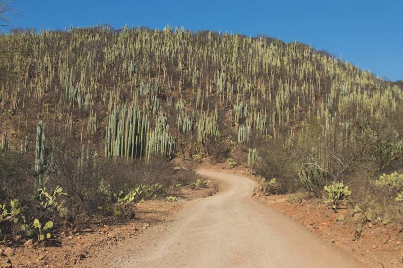 Sur les traces des dinoasaures à Puebla - Mexique | Au Tigre Vanillé