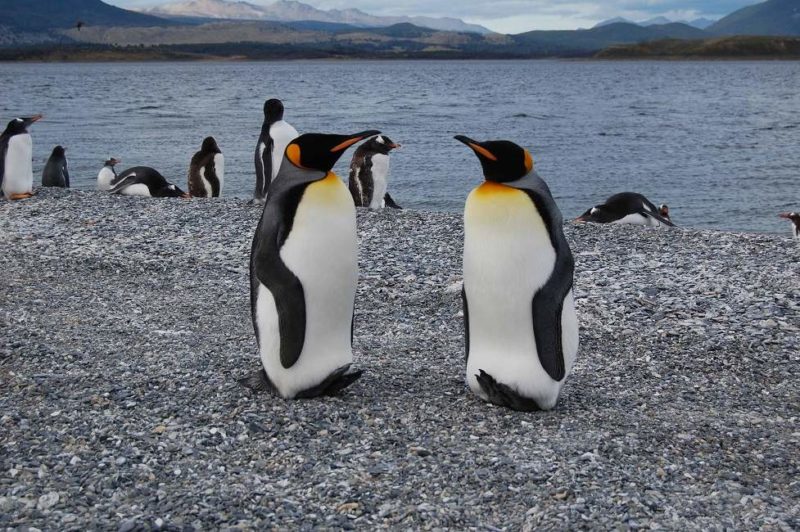 Rencontre avec les manchots de Yécapasela en Patagonie - Argentine | Au Tigre Vanillé