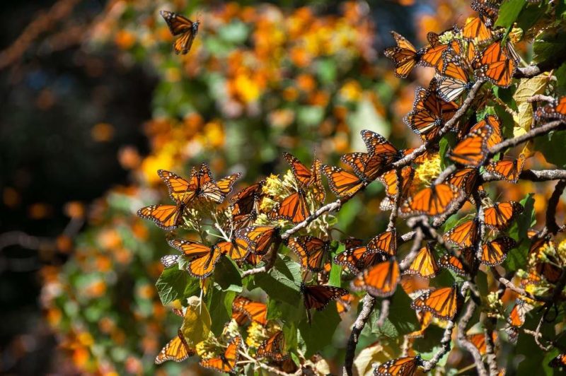 Admirer le spectacle de la migration des papillons monarques - Mexique | Au Tigre Vanillé