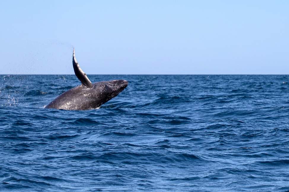 observation-baleine-grise-basse-californie-mexique Observation des baleines grises en Basse-Californie - Mexique | Au Tigre Vanillé