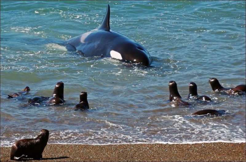 Rencontre avec les orques de la péninsule de Valdés - Argentine | Au Tigre Vanillé