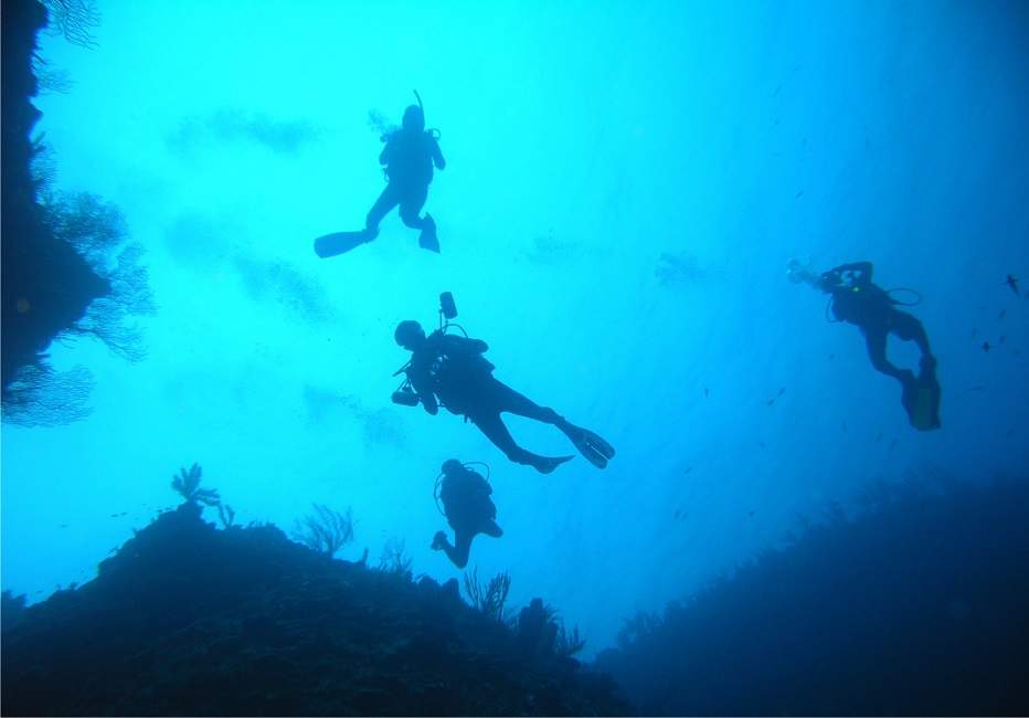 Plongée à Puerto Madryn - Argentine | Au Tigre Vanillé