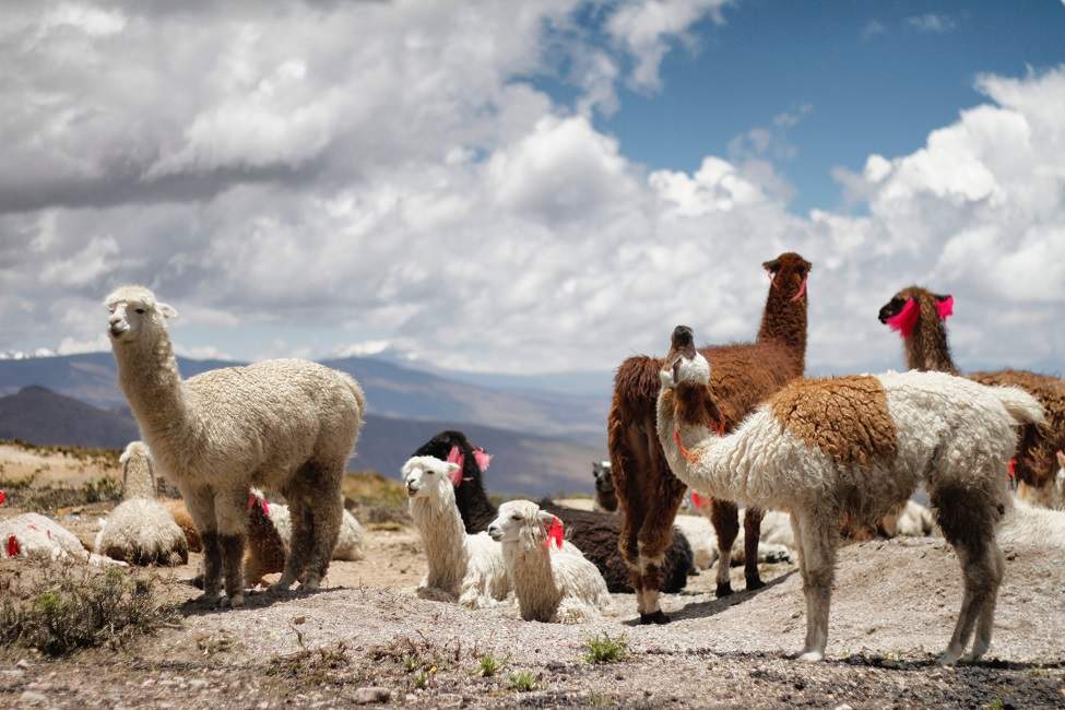 randonnee-lamas-nord-ouest-argentine Randonnée avec les lamas dans le Nord-Ouest - Argentine | Au Tigre Vanillé