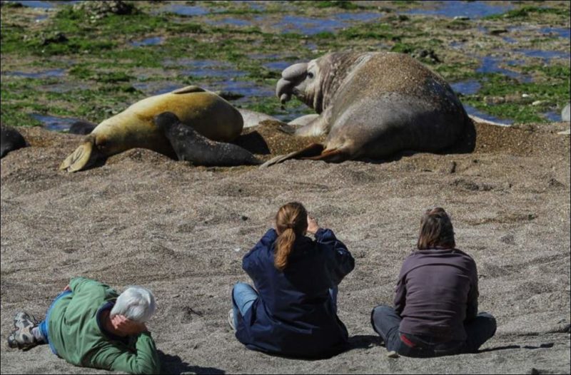 Partir en safari à la rencontre des animaux de la péninsule de Valdés - Argentine | Au Tigre Vanillé