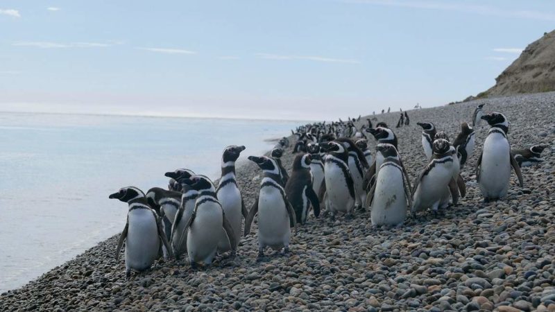 Observation de la faune du sanctuaire de Bahia Bustamante - Argentine | Au Tigre Vanillé