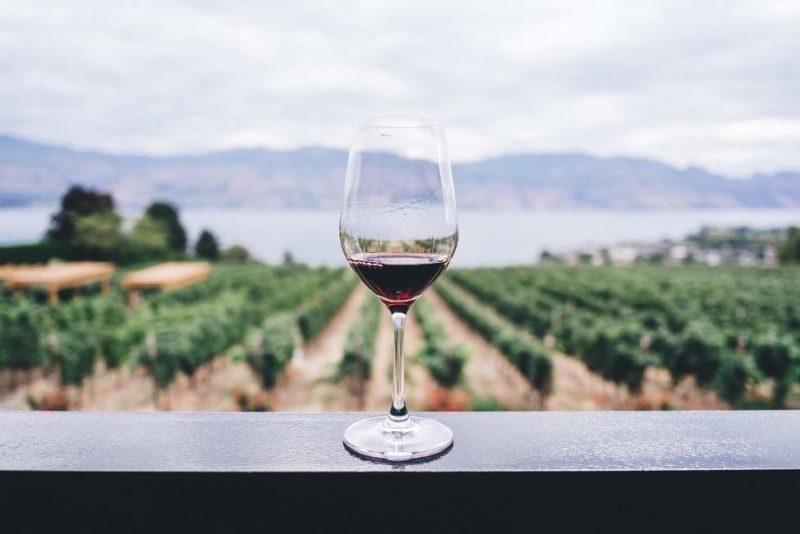 Balade dans les vignes australes de Neuquen - Argentine | Au Tigre Vanillé