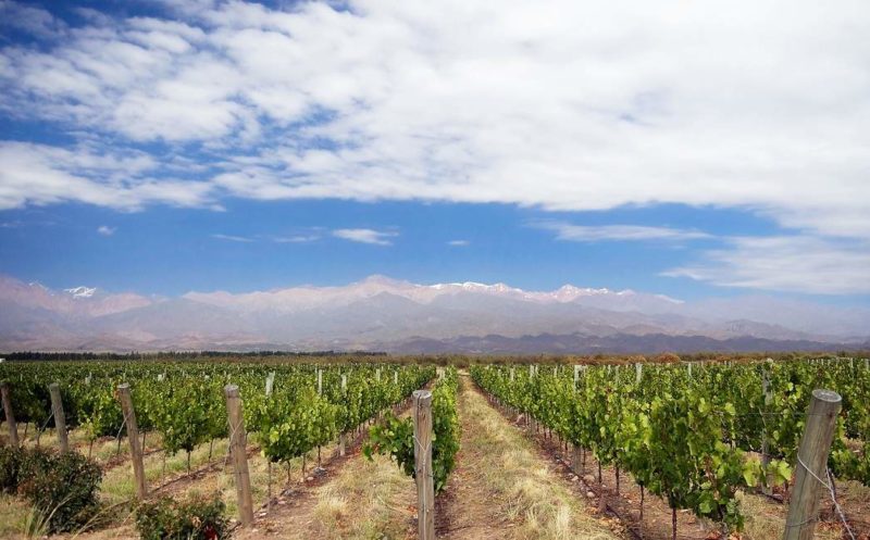 Dégustation au coeur des vignobles de Mendoza - Argentine | Au Tigre Vanillé