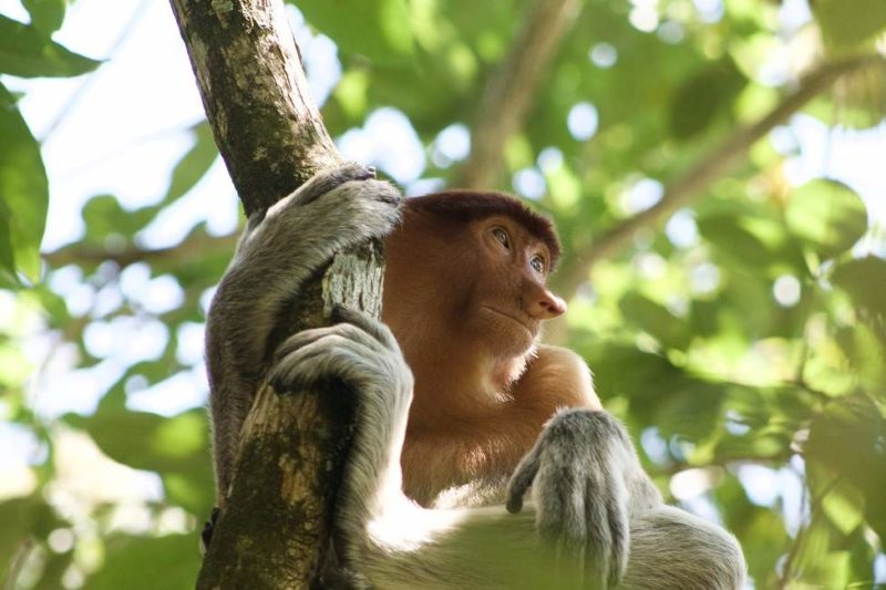 Observation des nasiques dans le parc de Bako - Malaisie | Au Tigre Vanillé