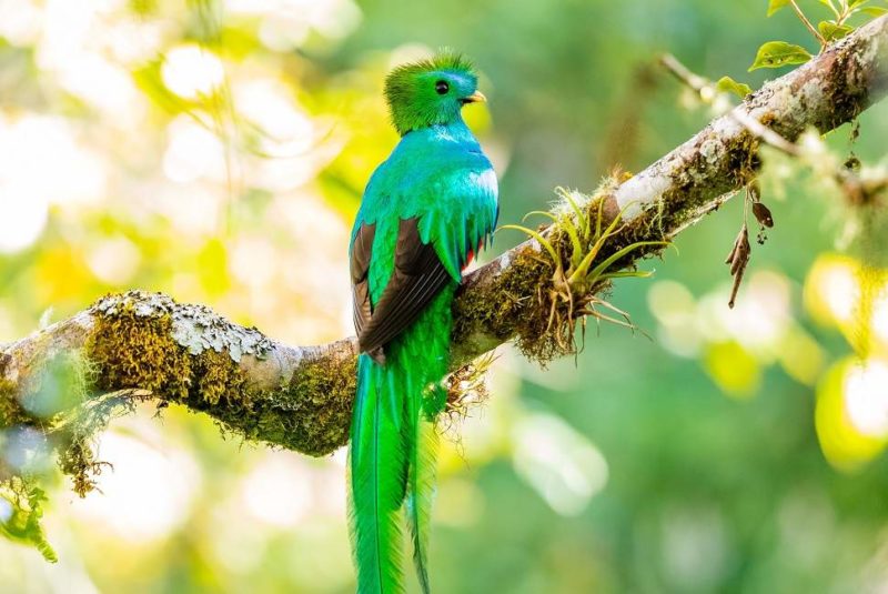 Observer le quetzal dans la région de Coban - Guatemala | Au Tigre Vanillé