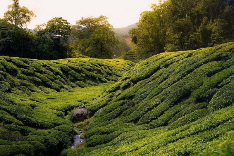 Prendre le thé dans les plantations de Cameron Highlands - Malaisie | Au Tigre Vanillé