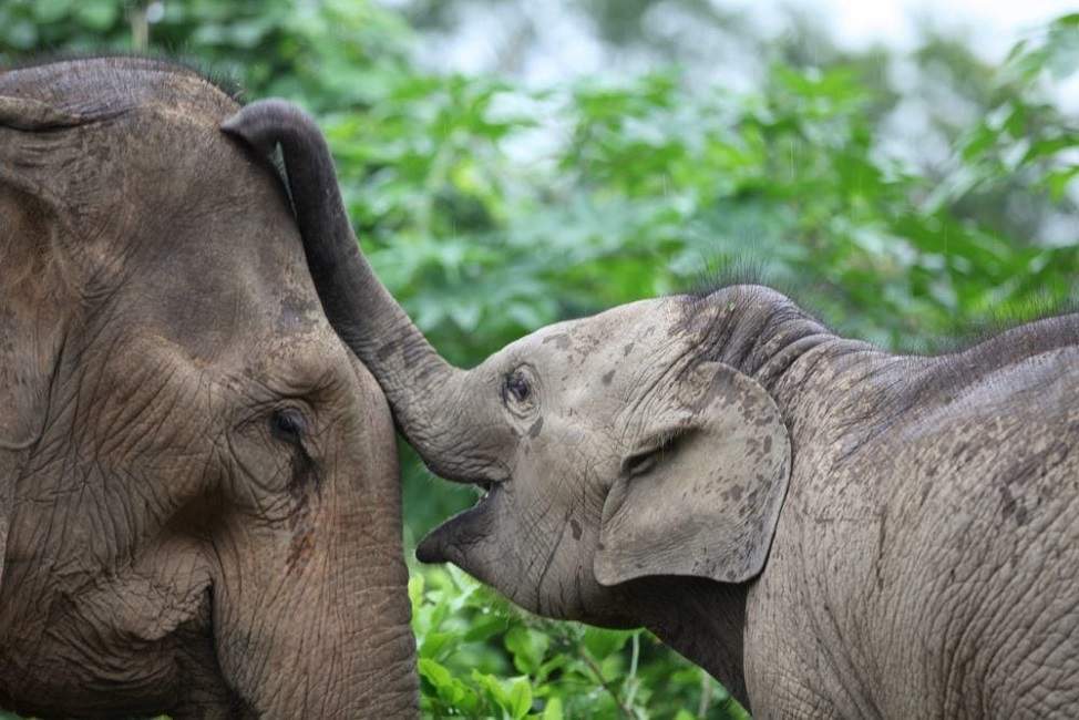 elephant-luang-prabang-laos Maman et bébé éléphant - Laos | Au Tigre Vanillé