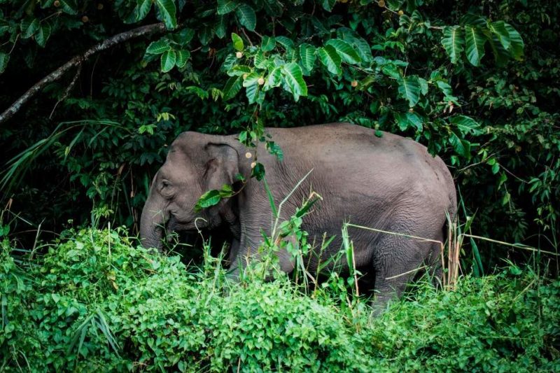 Partir en safari sur la rivière Kinabatangan - Malaisie | Au Tigre Vanillé