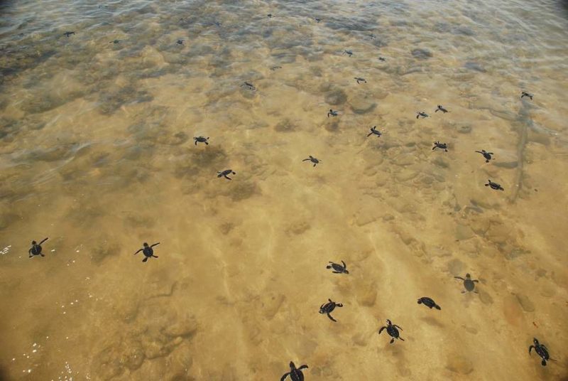 Excursion sur Turtle Island dans l'Etat de Sabah - Malaisie | Au Tigre Vanillé