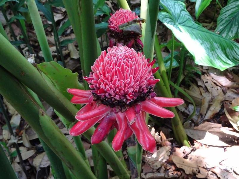 Jardin botanique de Luang Prabang - Laos | Au Tigre Vanillé