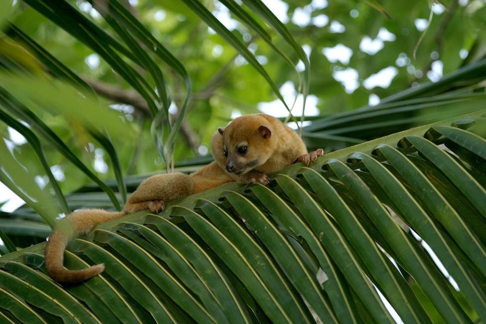 micoleon-centre-arcas-petenitza-guatemala Rencontre avec les animaux du centre Arcas - Guatemala | Au Tigre Vanillé
