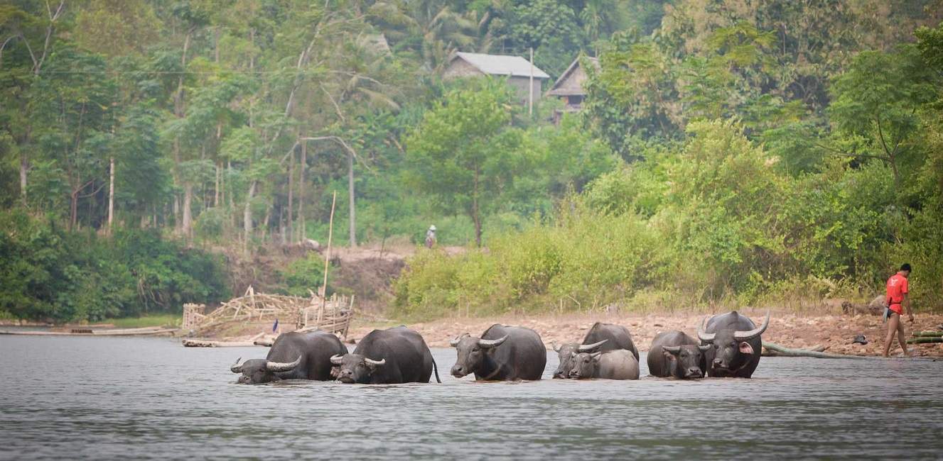 Buffles dans la rivière à Muang La - Laos | Au Tigre Vanillé