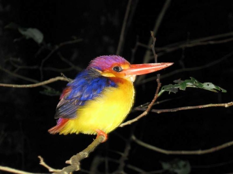 Safari ornithologique sur la rivière Kinabatangan - Malaisie | Au Tigre Vanillé