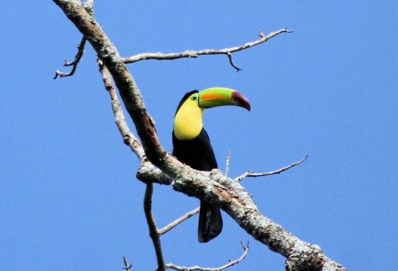 Ornithologie et balade équestre dans la région du lac Petén - Guatemala | Au Tigre Vanillé