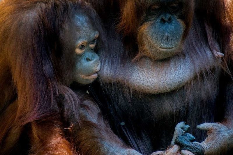 Rencontre avec les orangs-outans de Semonggoh - Malaisie | Au Tigre Vanillé
