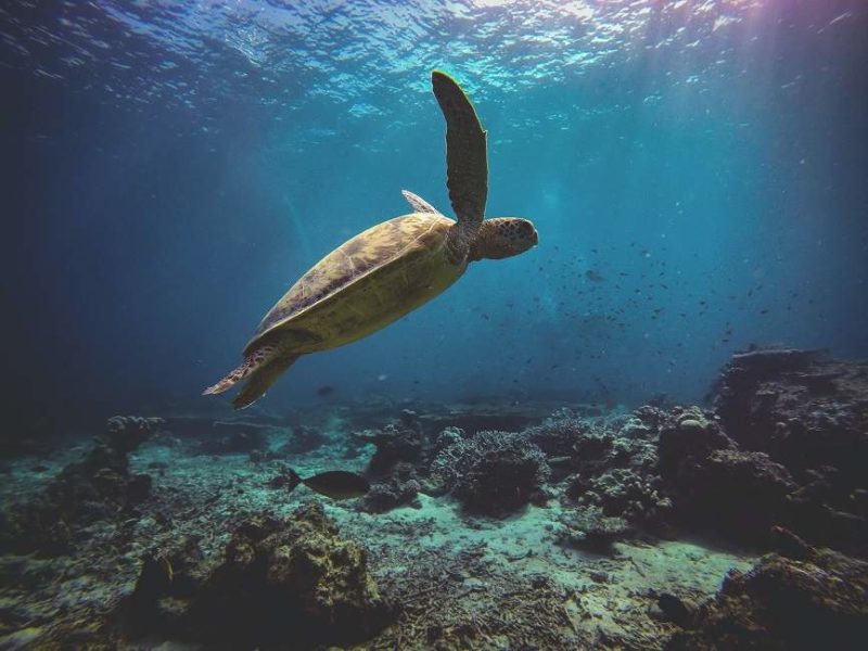 Sortie plongée dans les îles du Sabah - Malaisie | Au Tigre Vanillé