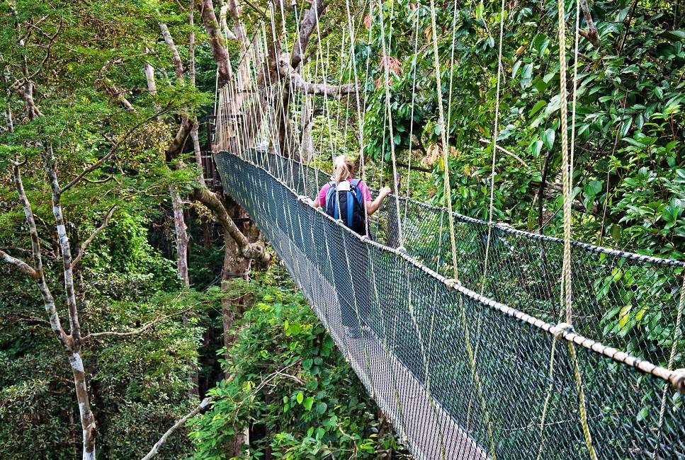 Balade au-dessus de la canopée dans le vallée de Danum - Malaisie | Au Tigre Vanillé