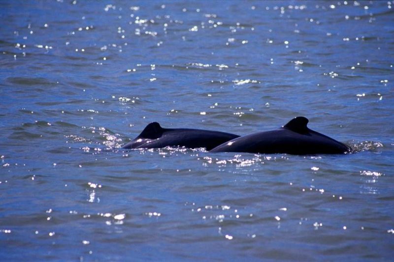 Observer le dauphin de l'Irrawaddy - Malaisie | Au Tigre Vanillé