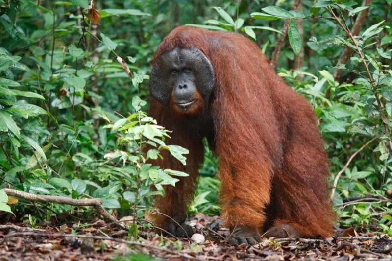 Rencontre avec les orangs-outans de Sepilok - Malaisie | Au Tigre Vanillé