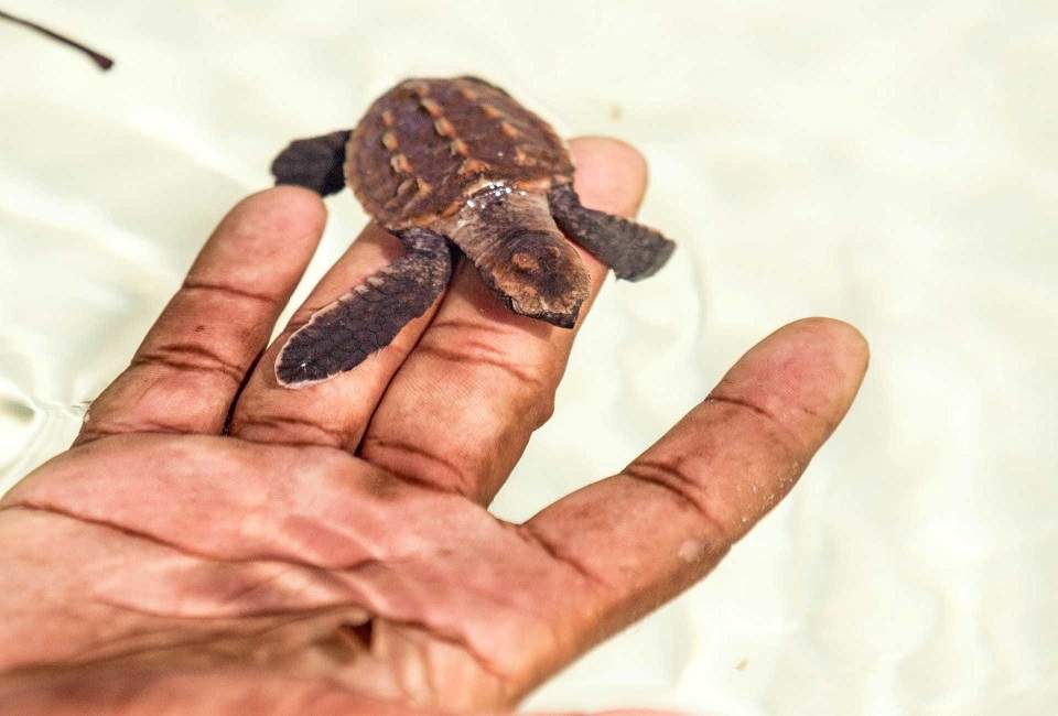Prendre part aux programmes de conservation sur l'île d'Alphonse - Seychelles | Au Tigre Vanillé