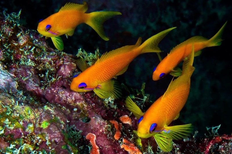 Poissons à alphonse - Seychelles | Au Tigre Vanillé