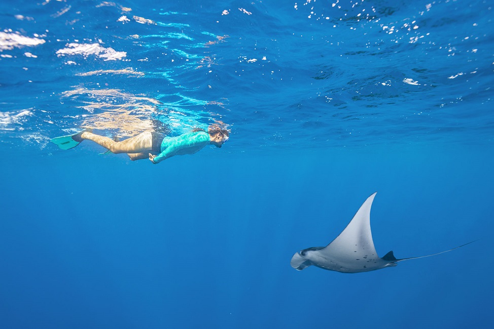 Snorkeling avec une raie à Alphonse - Seychelles | Au Tigre Vanillé