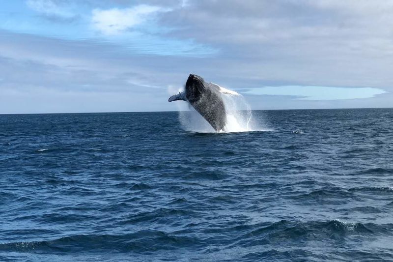 Croisière d'observation des baleines vers l'isla de la plata - Equateur | Au Tigre Vanillé