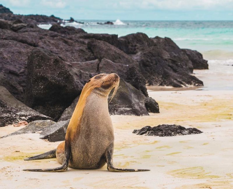 Aller à la rencontre des animaux des Galapagos - Equateur | Au Tigre Vanillé